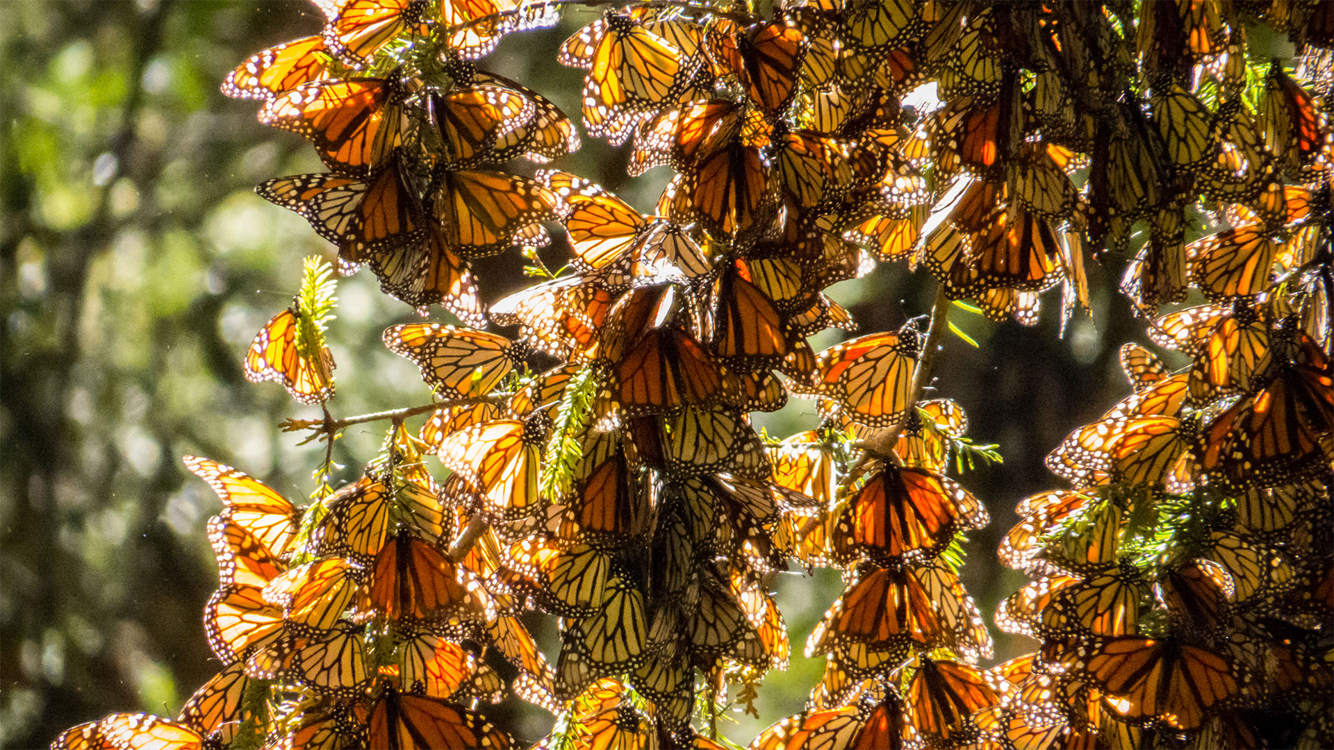 Hundreds of butterflies cluster on tree branches, making it look like an orange and black chandelier.
