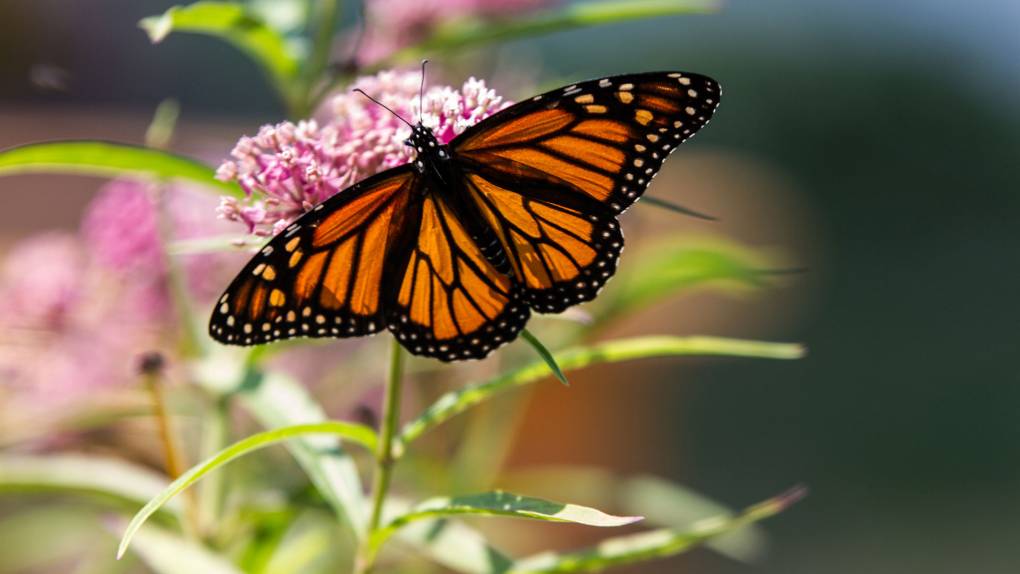 Orange and black monarch butterfly alights with outstretched wings on a purple flower