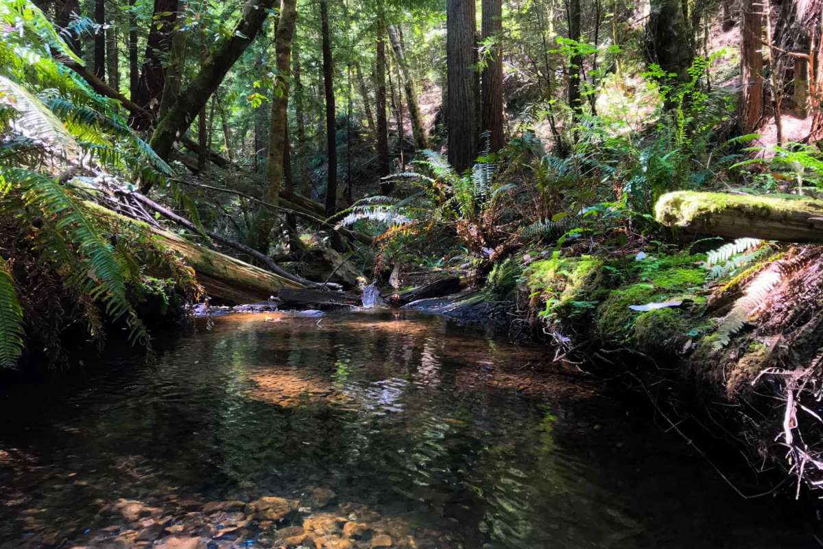 A creek running through a redwood forest.