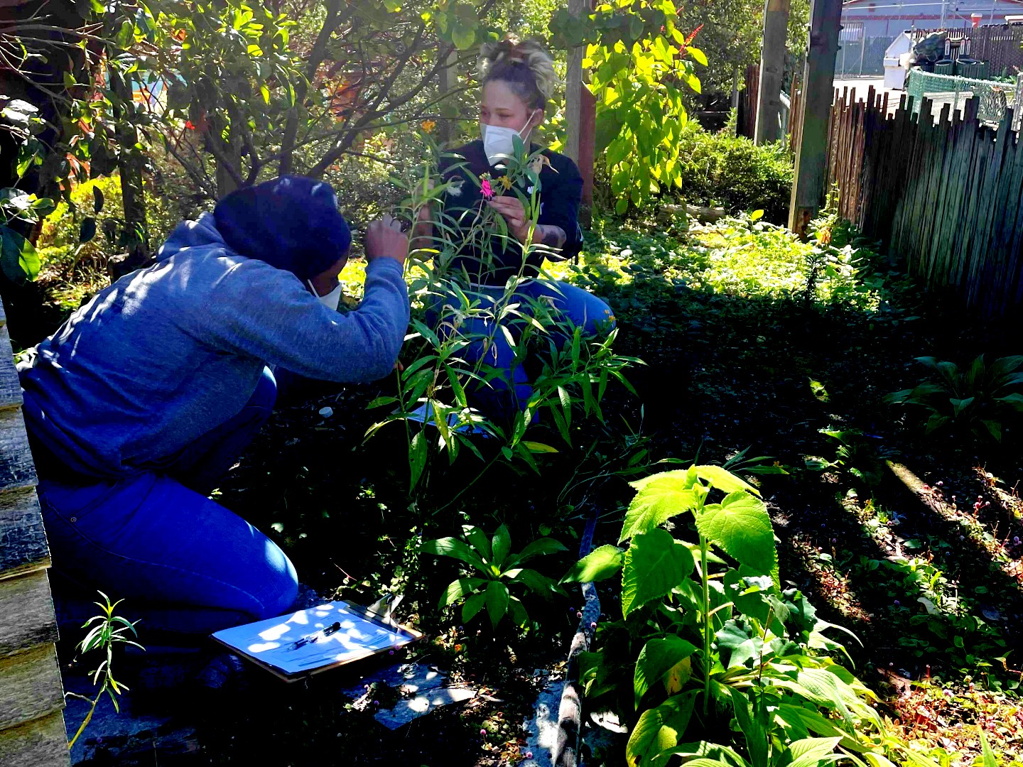 Two women wearing masks search a verdant green bush for monarch eggs.