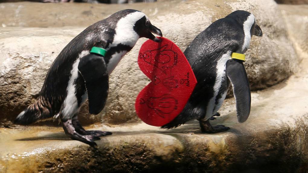 Two small penguins walk in a line across a slippery looking rock. One has a green band on its arm, the other has a yellow band. One holds a red paper heart in its beak with an image of a penguin family on it.