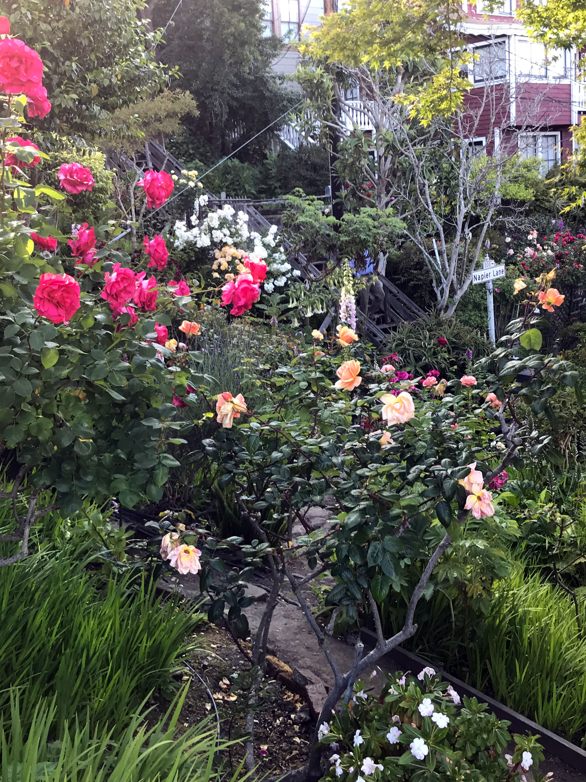 A profusion of red roses bloom in a lush garden.