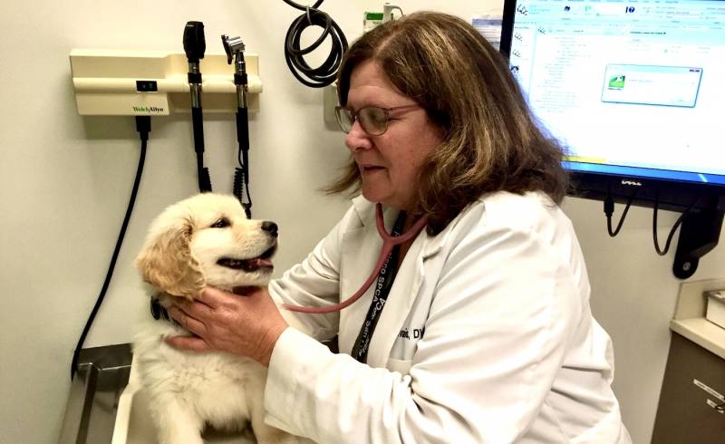 A woman wearing glasses and a lab coat holds the neck of a puppy and places an instrument to its throat.