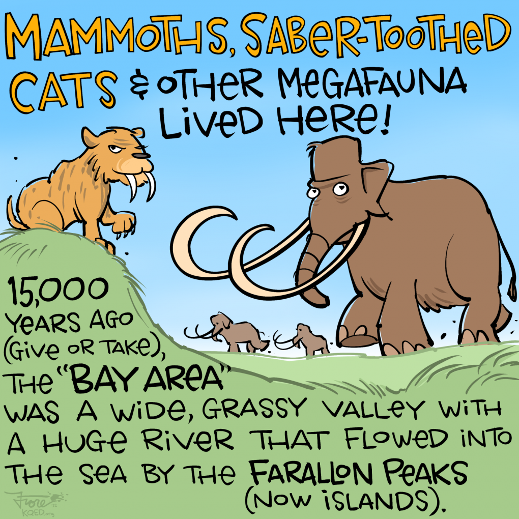 Cartoon: a saber-toothed tiger and mammoths on a grassy plain. Type reads, "mammoths, saber-toothed cats and other megafauna lived here! 15,000 years ago (give or take), the "Bay Area" was a wide, grassy valley with a huge river that flowed into the sea by the Farallon peaks (now islands)."