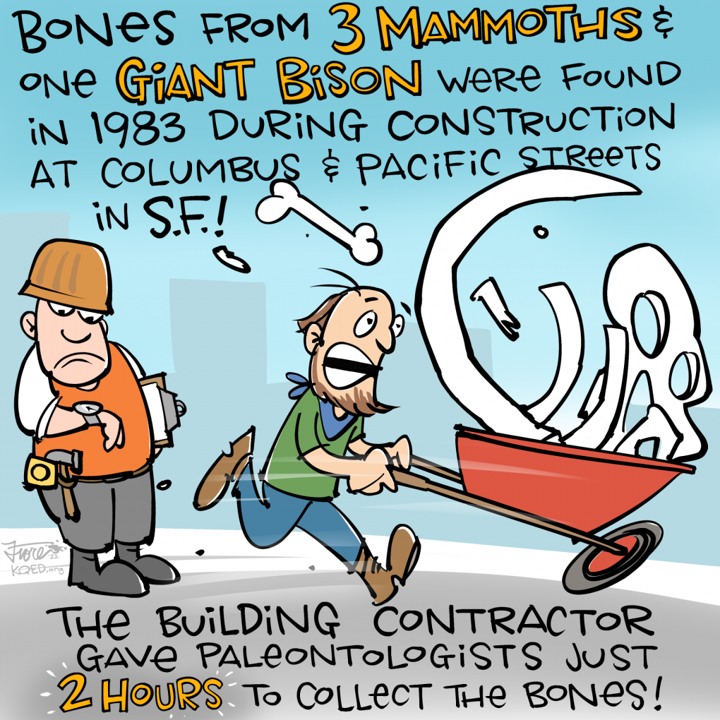 Cartoon: a perturbed construction worker looks at his watch as a bearded man runs past with a wheelbarrow filled with mammoth bones. Type reads, "bones from 3 mammoths and one giant bison were found in 1983 during construction at Columbus and Pacific streets in S.F.! The building contractor gave paleontologists just 2 hours to collect the bones!"