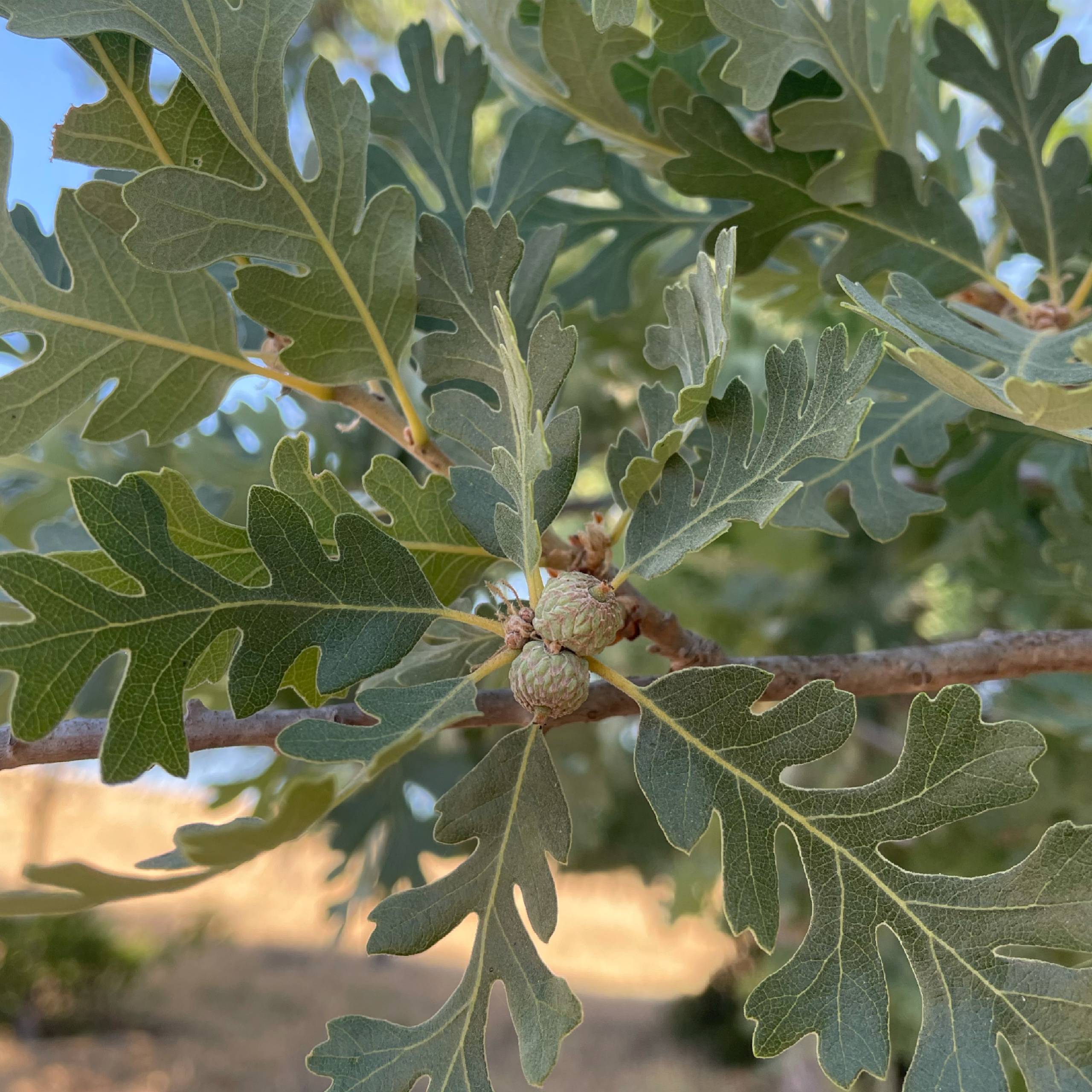 A close up of oak acorns still on the tree.