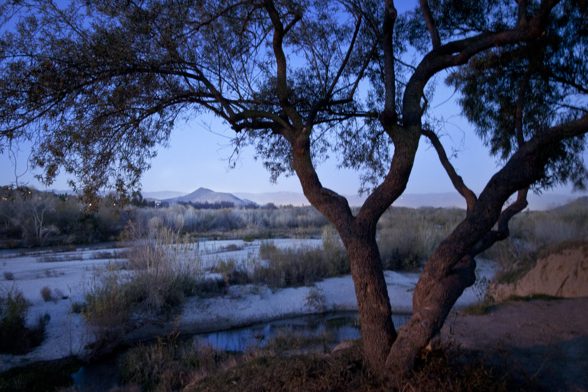 A snaking river behind tree at dusk