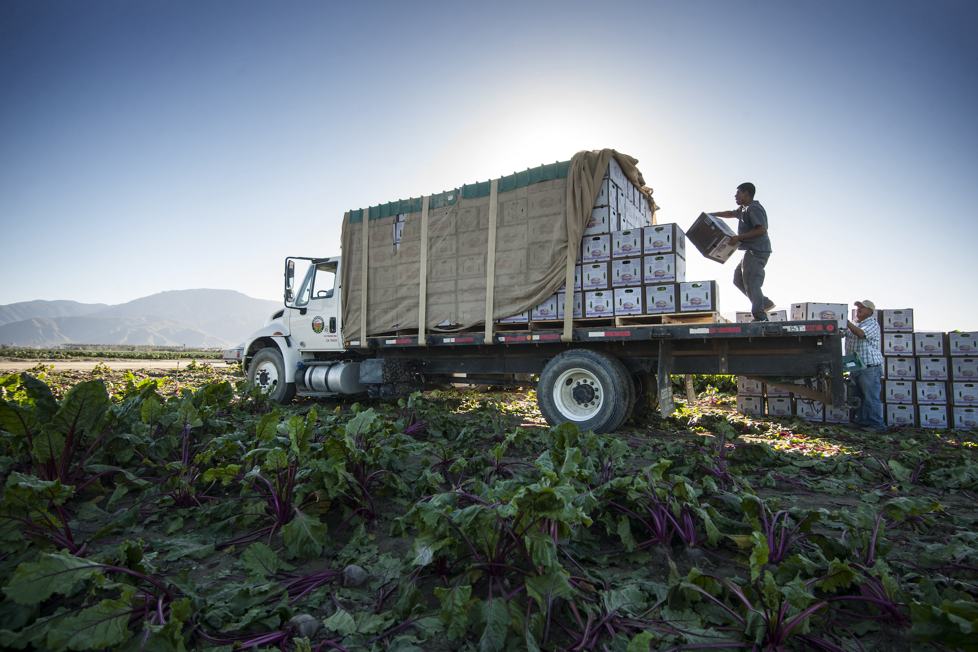 A farmworker loads boxes on a large truck in a field.