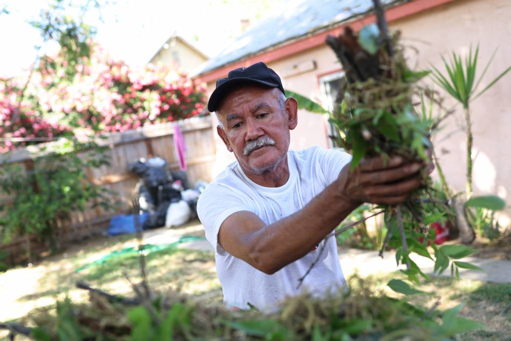 An older man with brown skin, wearing a white shirt, black baseball cap, and with a white mustache holds a bunch of branches and brush in his arms. He's about to put it on top of a pile of brush in the foreground. In the background is grass, a fence and the tan side of his home.