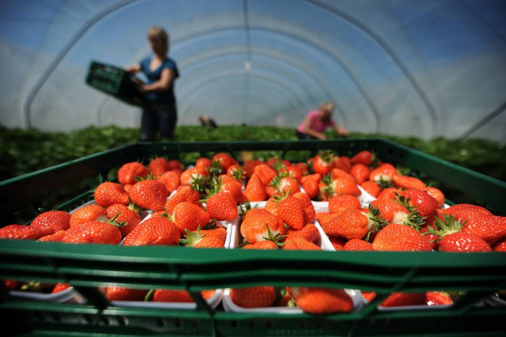 Harvest workers crop strawberries