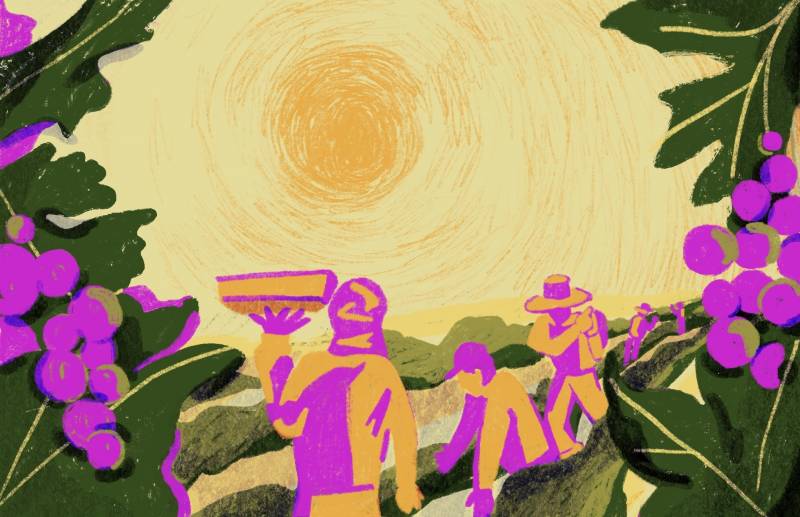 colorful illustration shows farmworkers working between rows of grape vines under a blistering hot sun