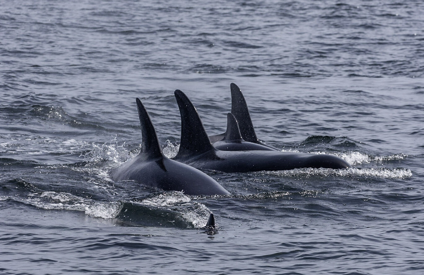 A group of orca whales in the water.