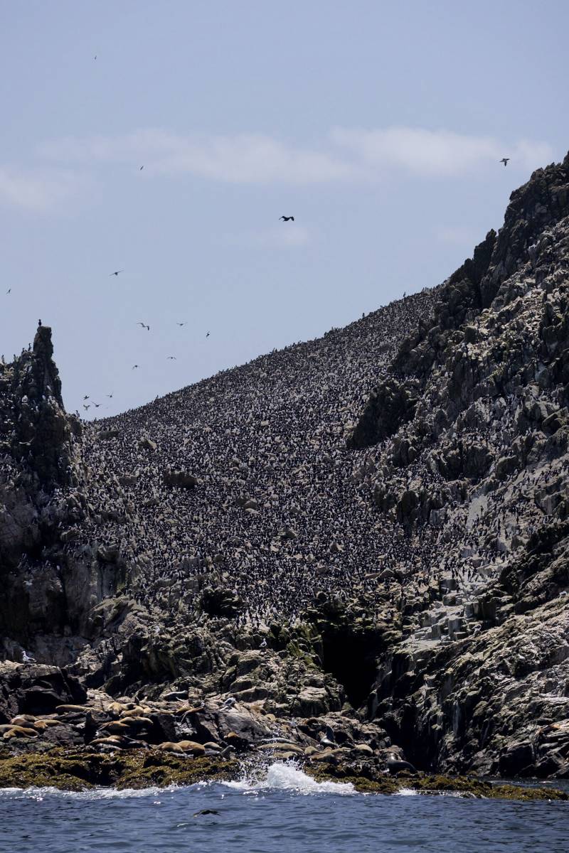 Thousands of birds packed together on a rocky cliff.