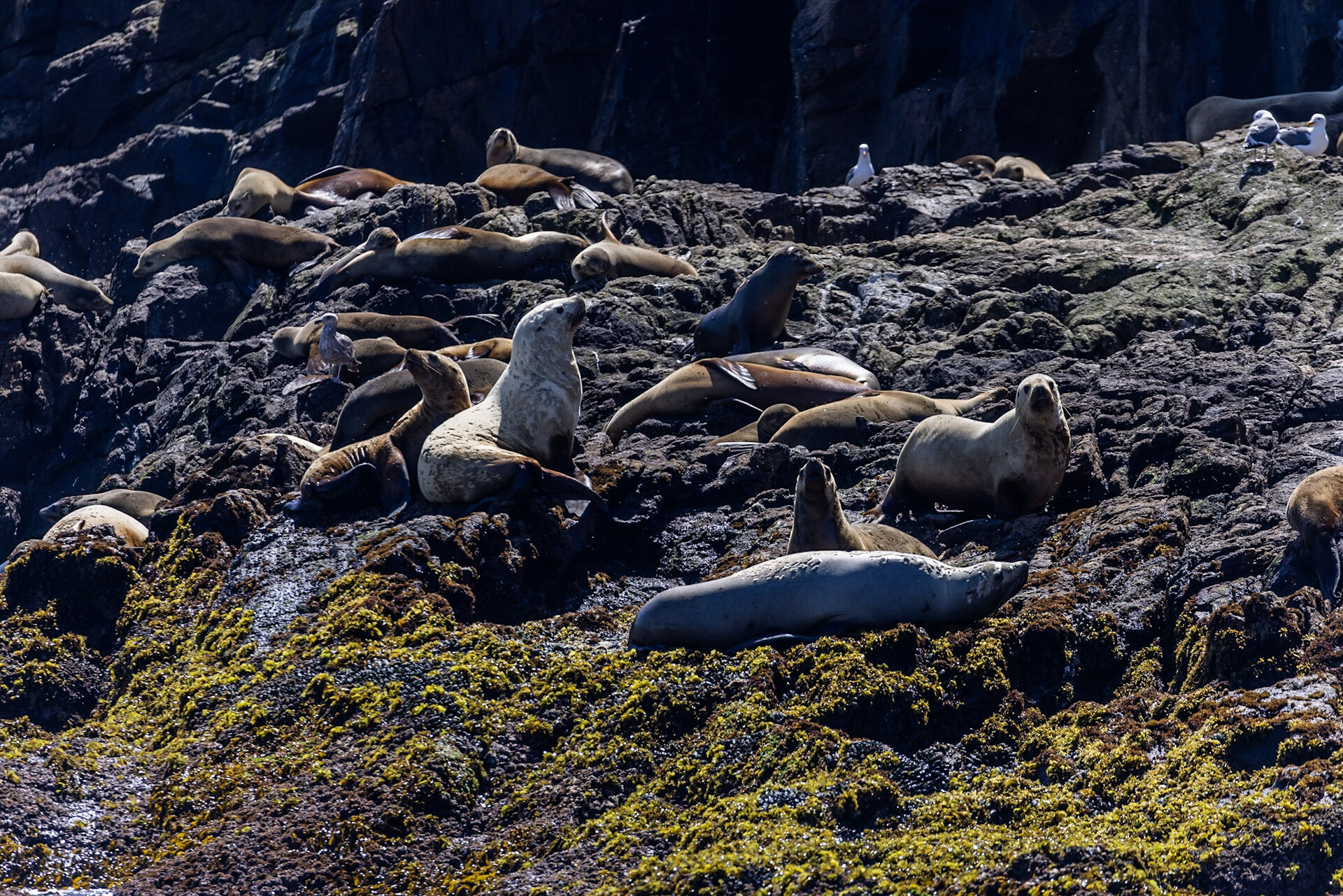 Multiple types of seals and sea lions lie on wet rocks.