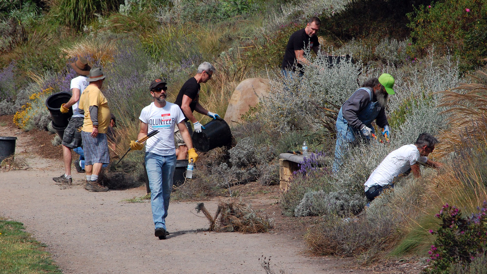 A group of five people lean into a hillside, working with the plants in the ground. A sixth man walks towards us wearing a shirt that says "volunteer."