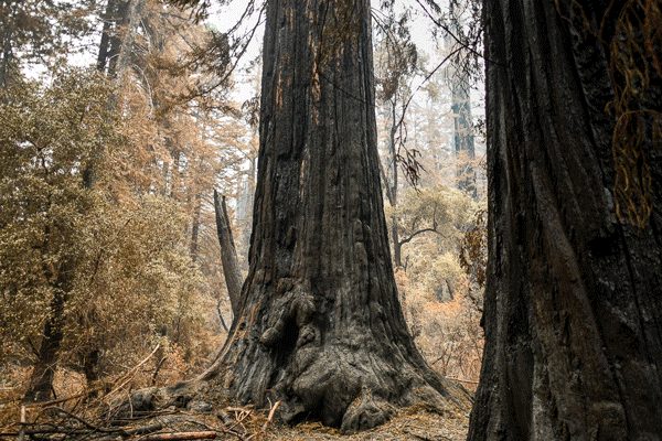 An image of a fire-blackened redwood stump -- taken in 2020 after the fire, with brown scorched foliage all around -- dissolves into a more recent image of the same tree, still darkened with burns but surrounded by bright green foliage above and below.
