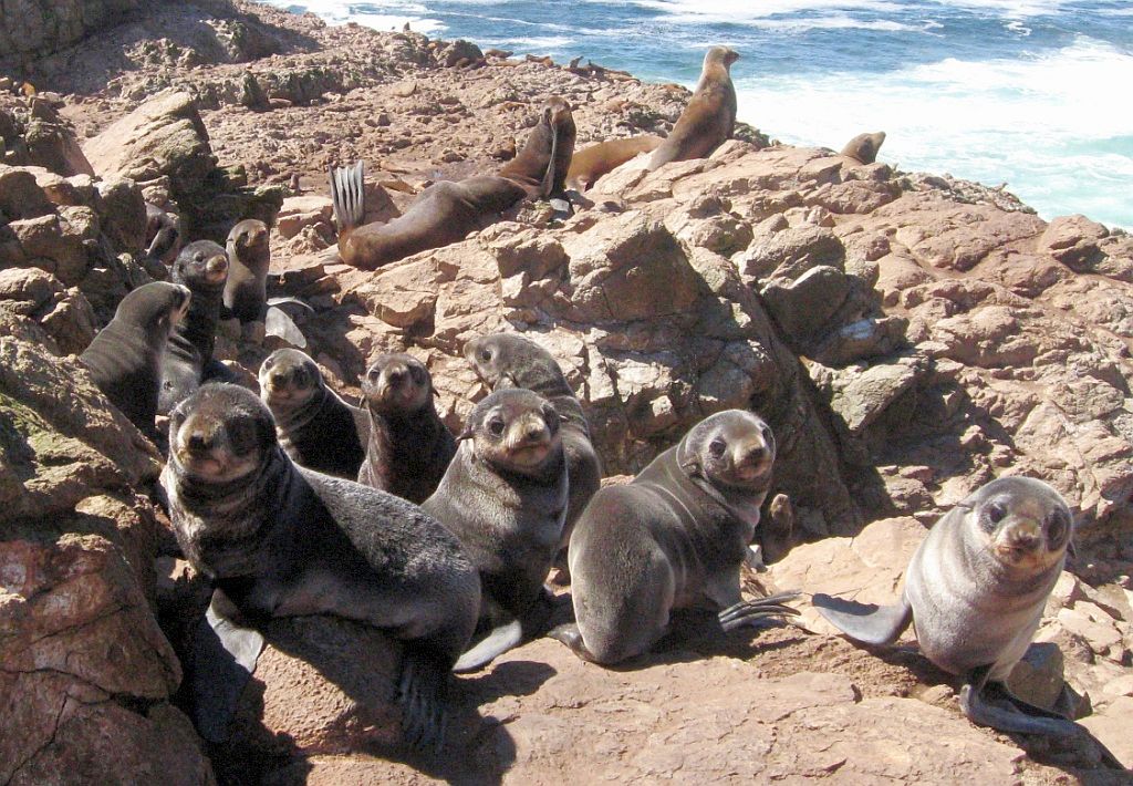 More than a dozen fur seals in the foreground, and countless more in the background. A few look directly at the camera. 