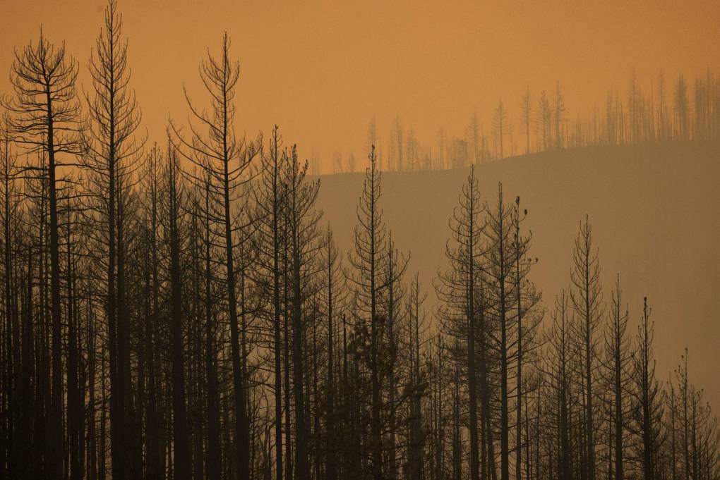 Burnt trees on hills. The air is the color yellow, orange.