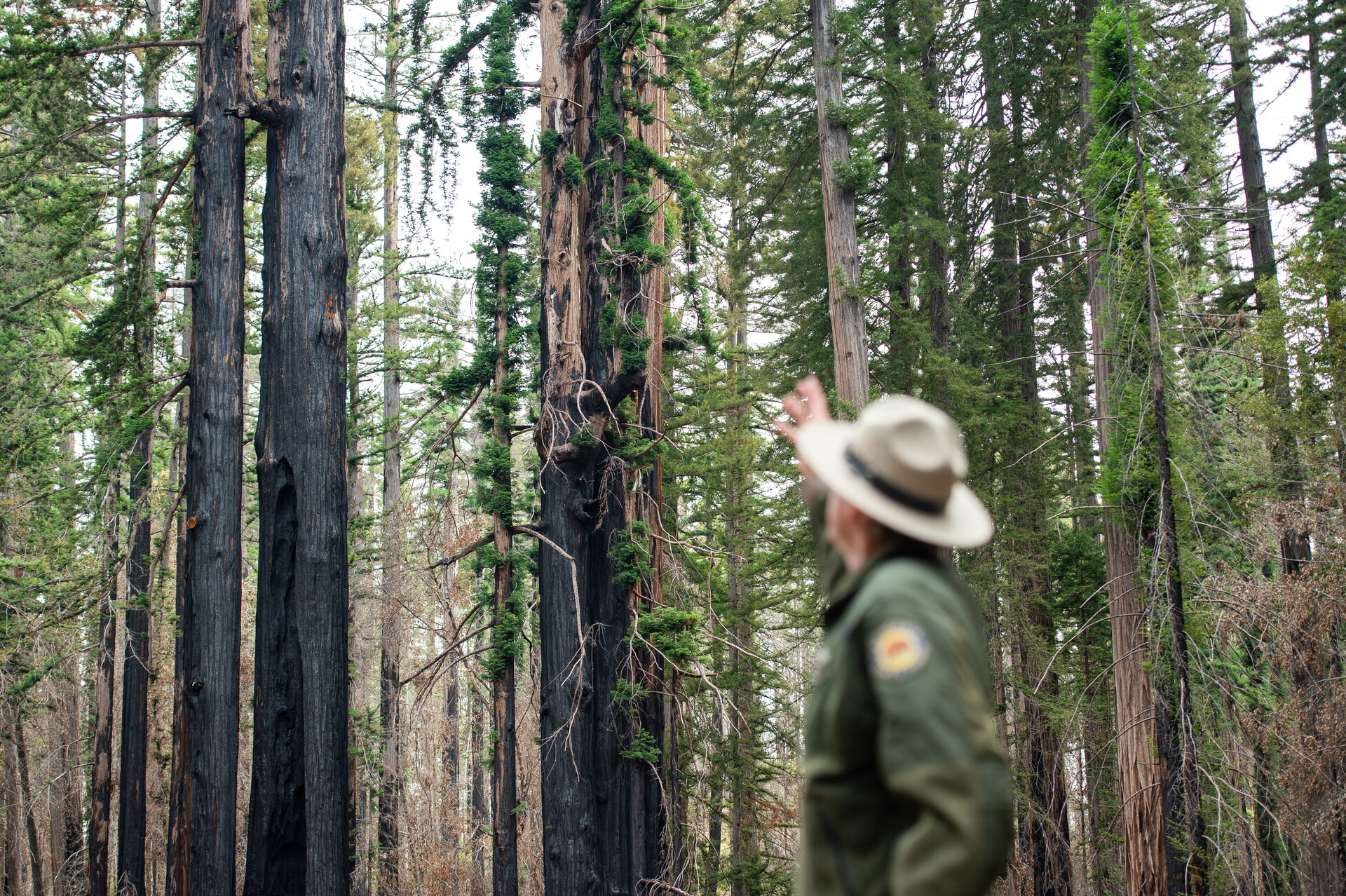 A person wearing a California State Parks uniform and a yellow wide-brimmed hat turns away from the camera to point at the redwoods behind them.