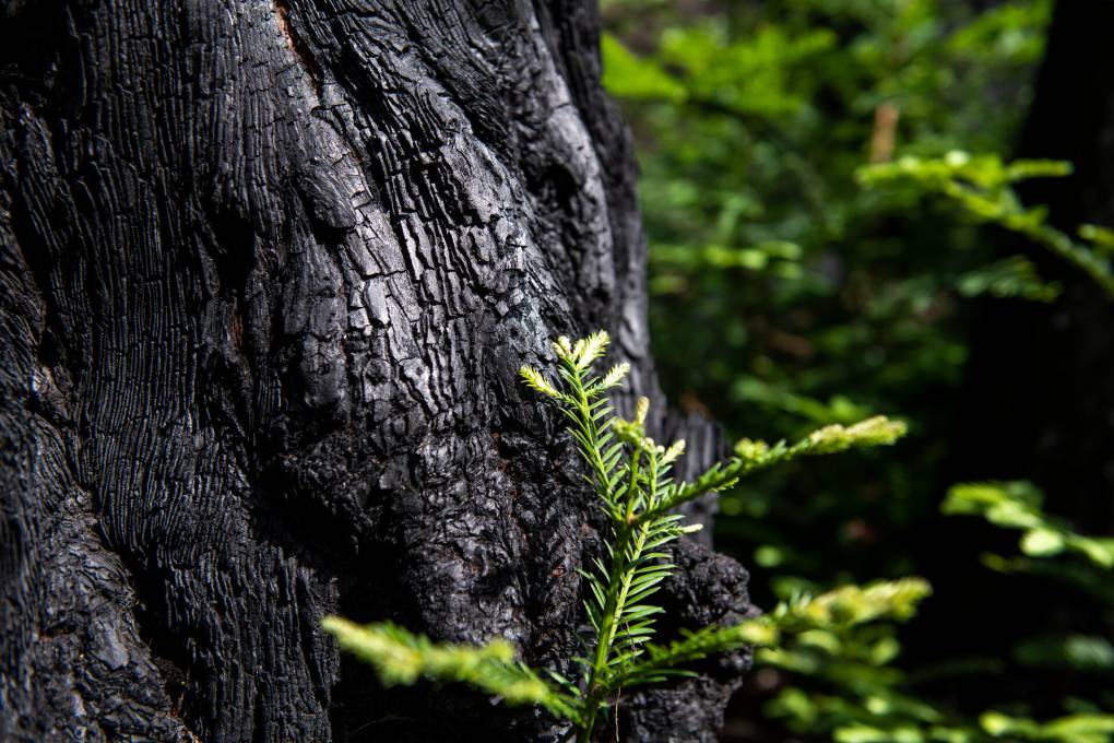A redwood tree trunk, blackened and charred by fire, with a bright green piece of foliage in the foreground.