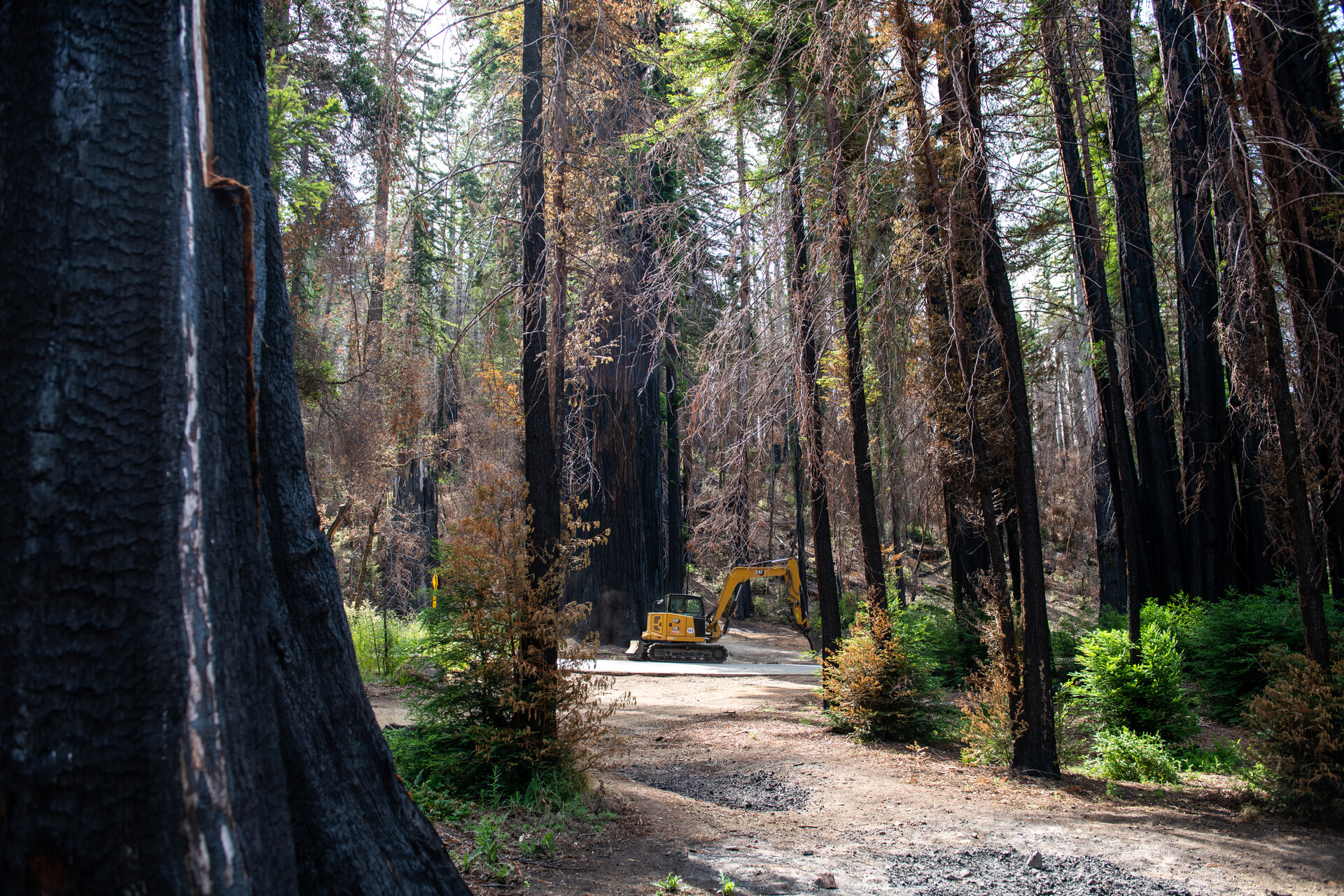 A bright yellow digger performs cleanup in Big Basin in the middle of a redwood grove, where blackened tree trunks have bright green foliage growing off them.