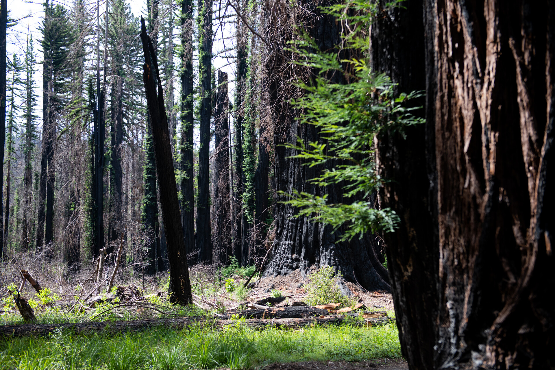 Fire-scarred redwoods at Big Basin, with bright green foliage growing on the branchless black trunks. One trunk in the foreground has no foliage, and is leaning at an angle. Bright green grass grows below.