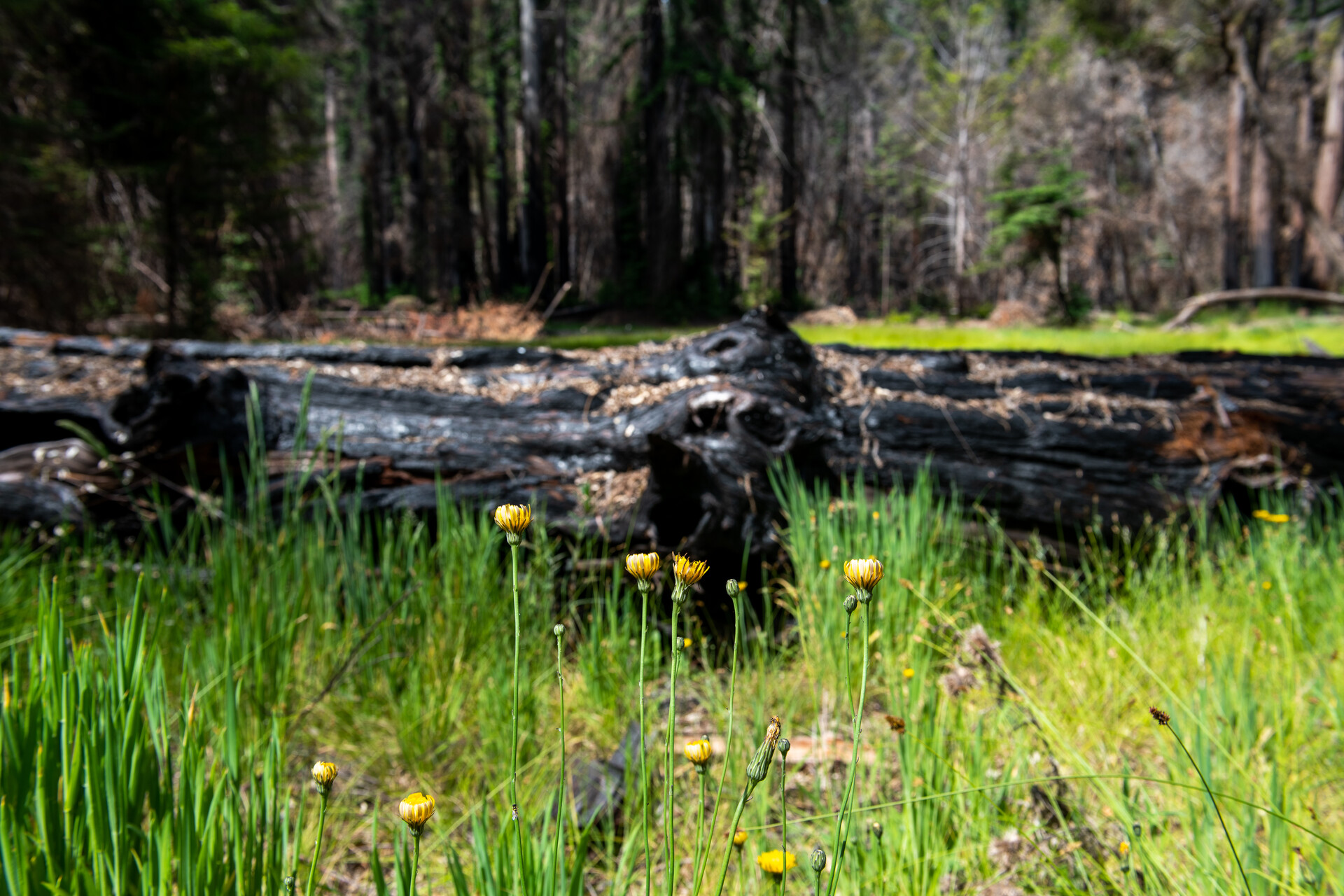 A blackened fallen redwood tree trunk lies in a bright green meadow. Yellow wildflowers are in the foreground.