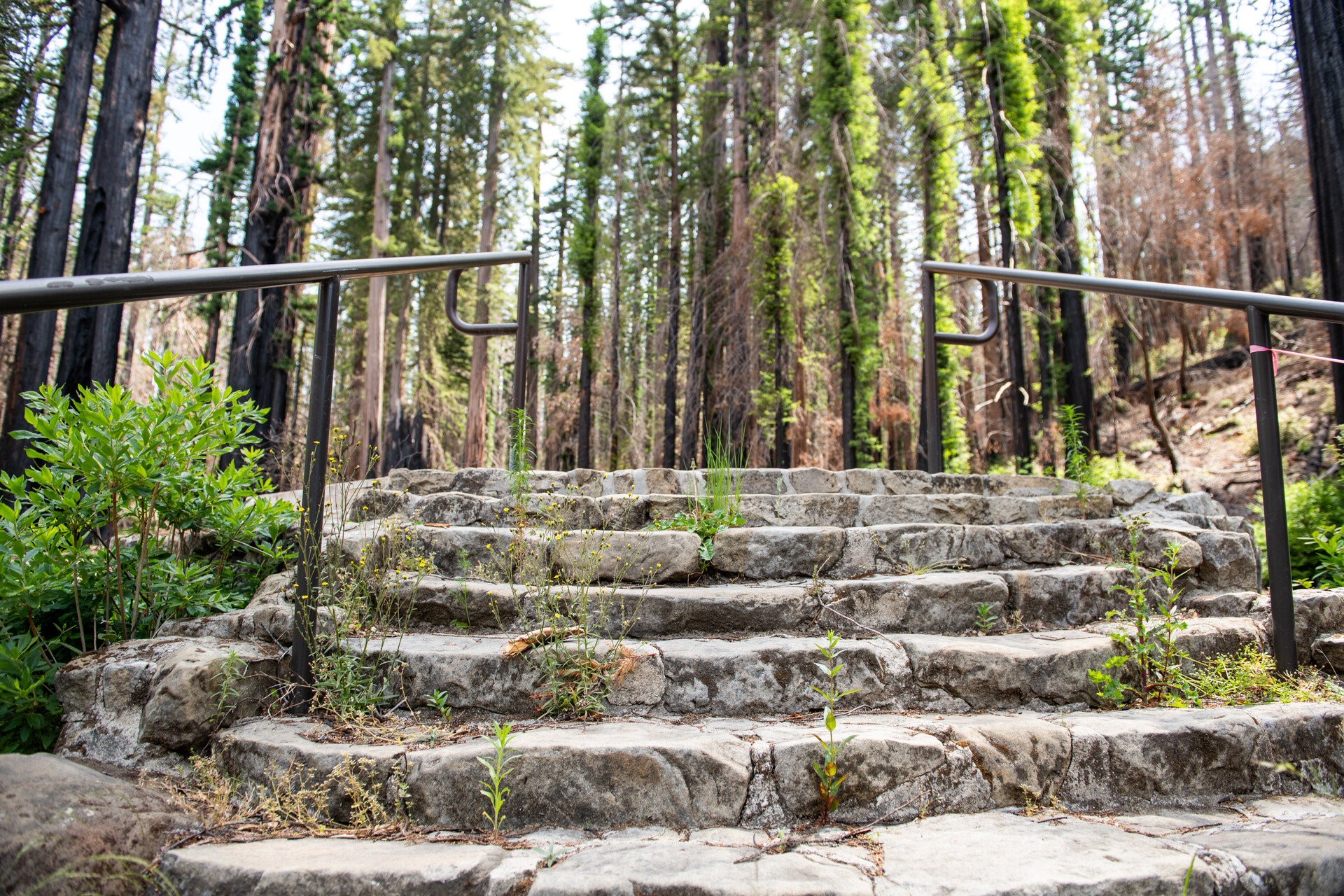 Grey-colored steps with railings on either side, shot from below, with redwoods behind them.