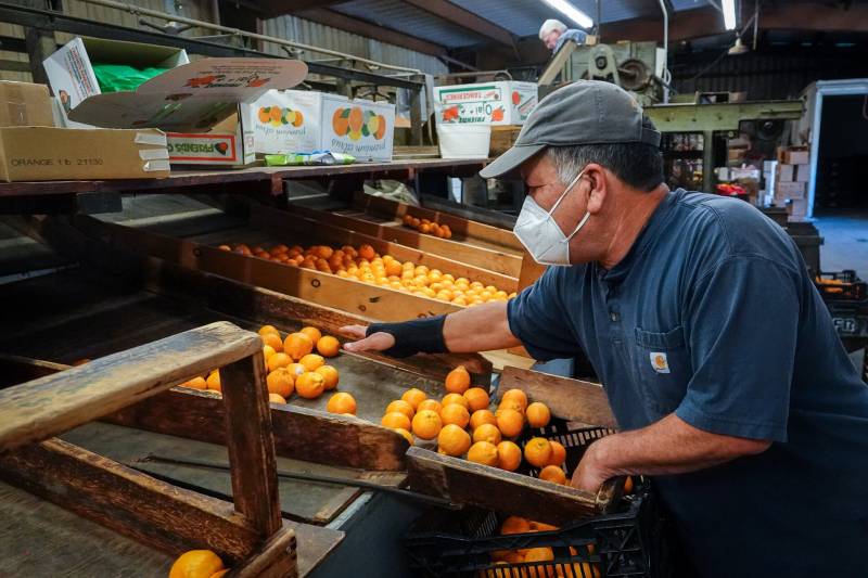 A man wearing a blue short sleeved shirt, a gray ballcap and a white cloth mask reaches his right hand to pull tangerines into a basket. There are wooden bins of tangerines off to his right, and tangerine boxes on a shelf over the bins. The tangerines are bright orange.