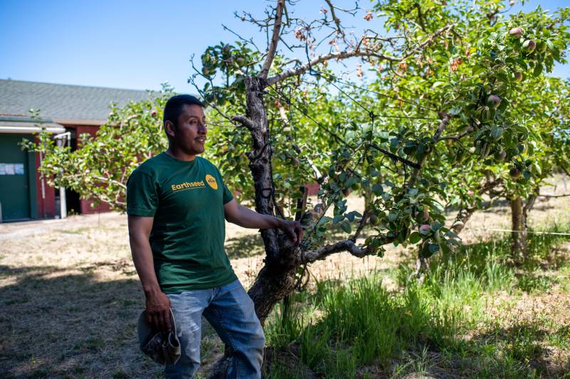 a Latino man in jeans and a green shirt poses by a tree in an orchard