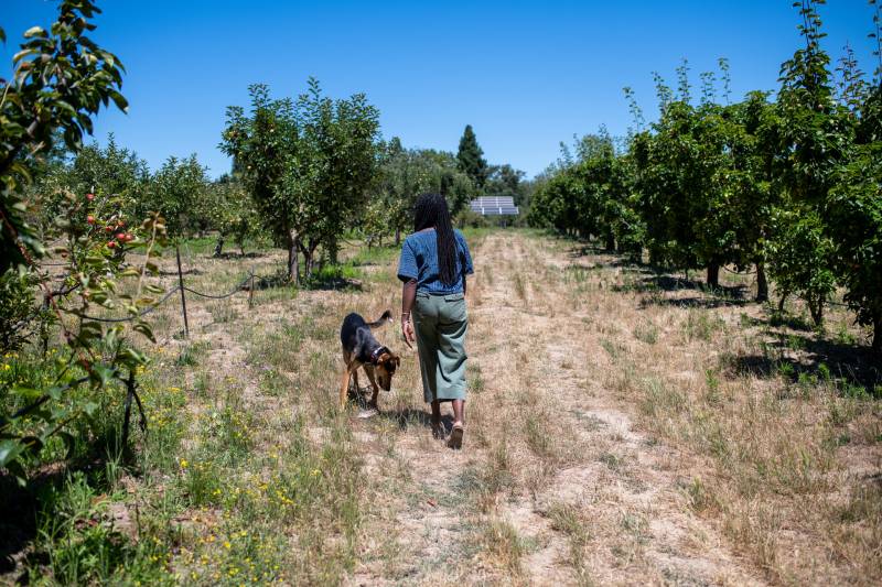 a woman walks through an orchard with a dog, their backs to the camera