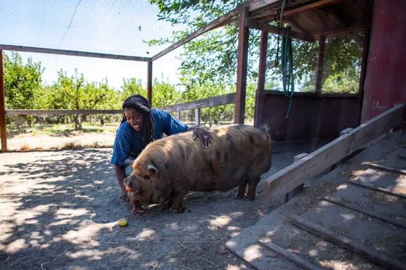 a smiling Black woman kneels while feeding a large pig on a farm with greenery in the background