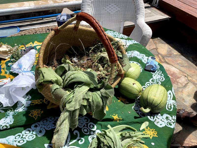 a basket with freshly harvested mullein, a green plant, sits on a table with a green tablecloth