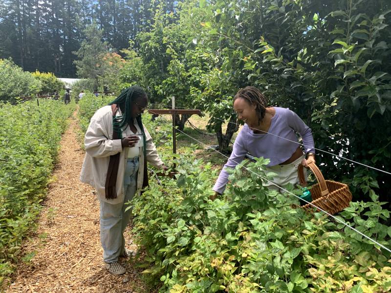 two Black women pick berries on an orchard