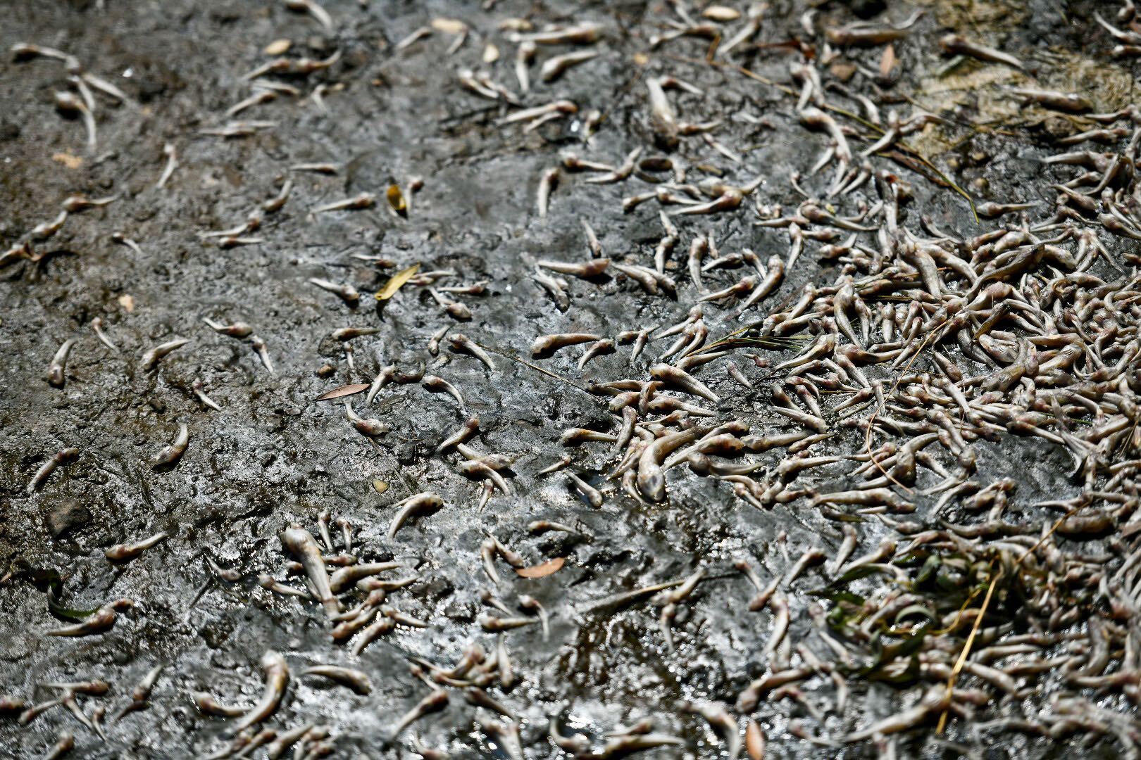 dead fish in the mud