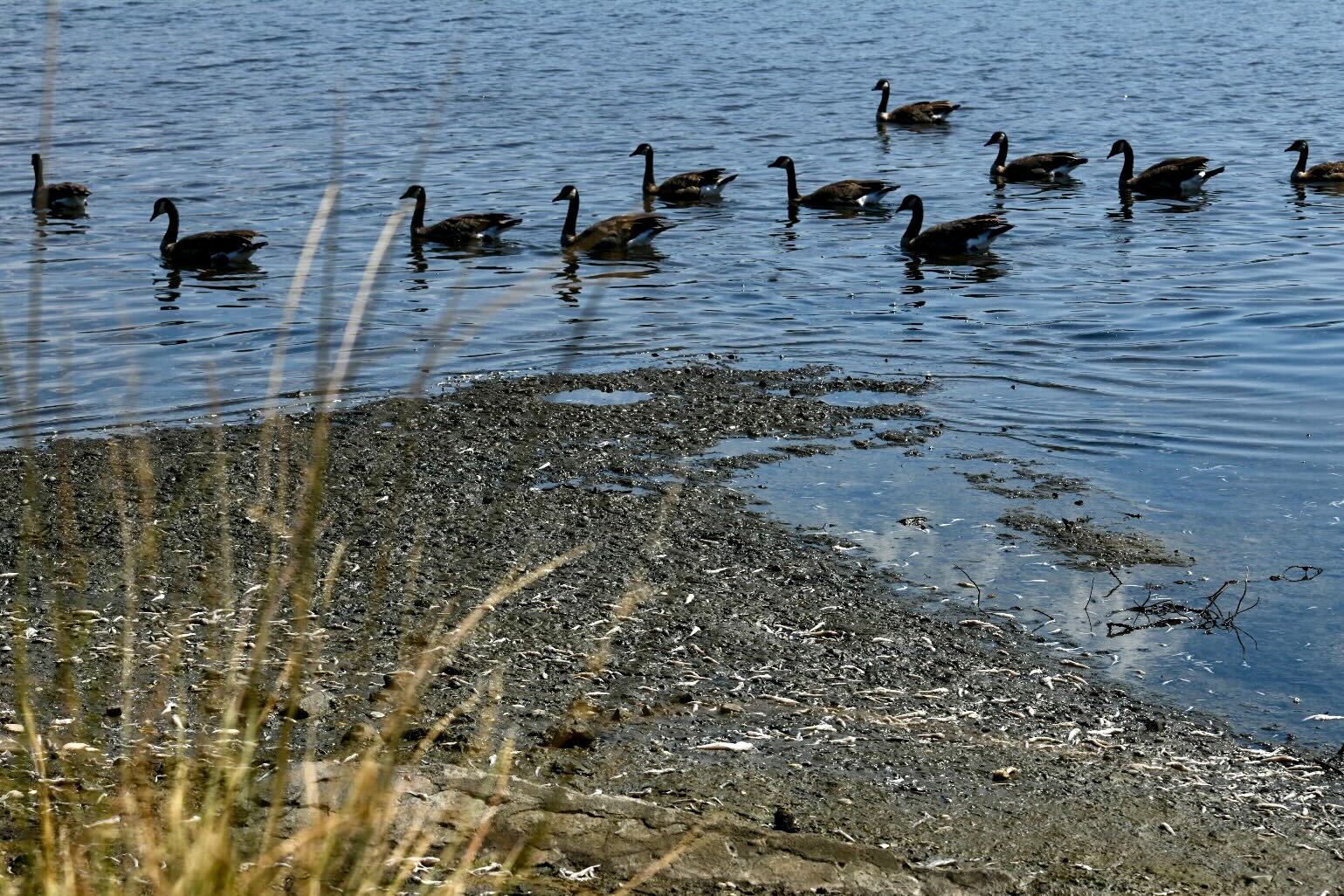 a flock of geese pass by dead fish on a lake shoreline