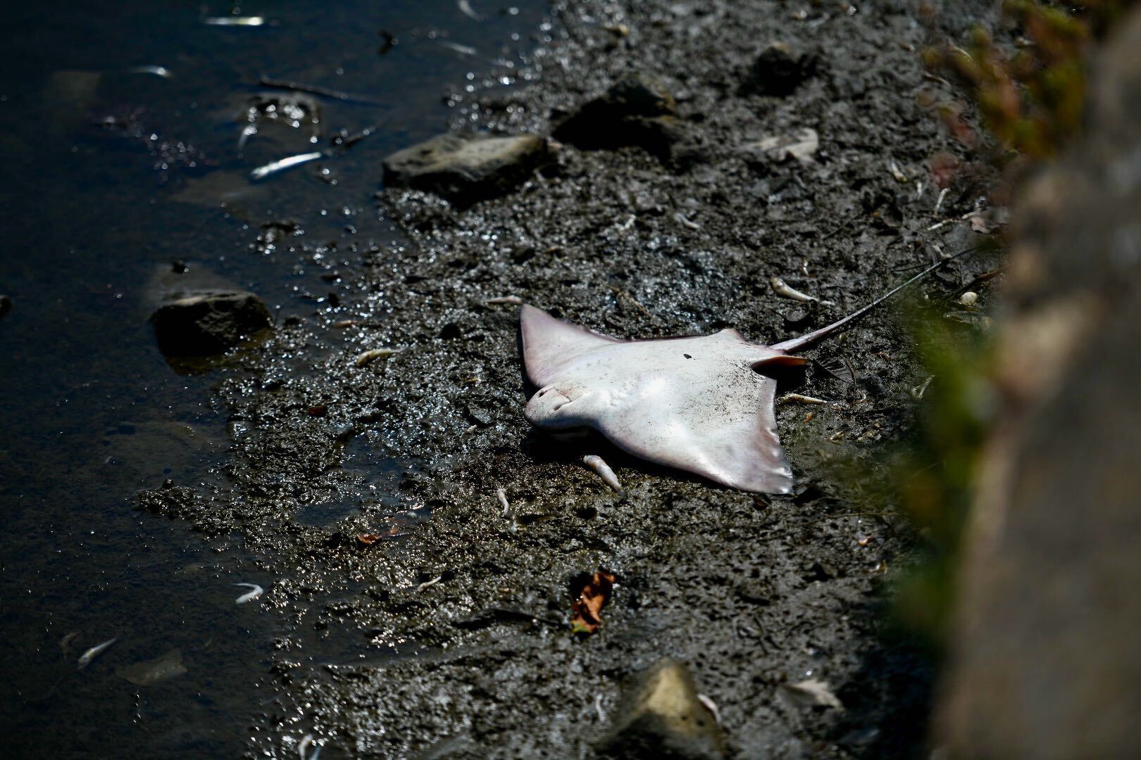 a dead bat ray in the mud