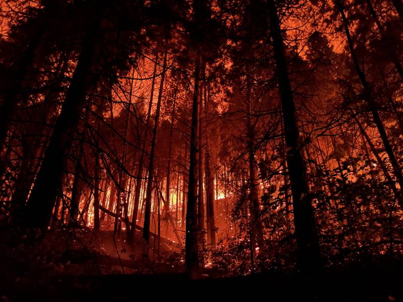 Dark orange and red glow through the silhouette of burnt trees and branches. Yellow and white flames are visible on a distant ridge through the forest, with white hotspots in the foreground.