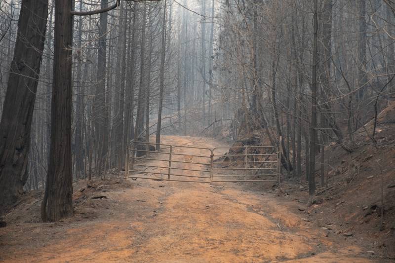 Thick stands of burnt trees with ashen branches line a red dirt road. A metal gate bars the road. White smoke hangs in the air. 