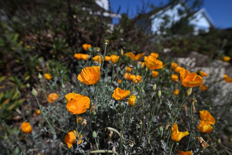 A close-up shot of bright orange poppies, filling the image, with blurred greenery in the background. 