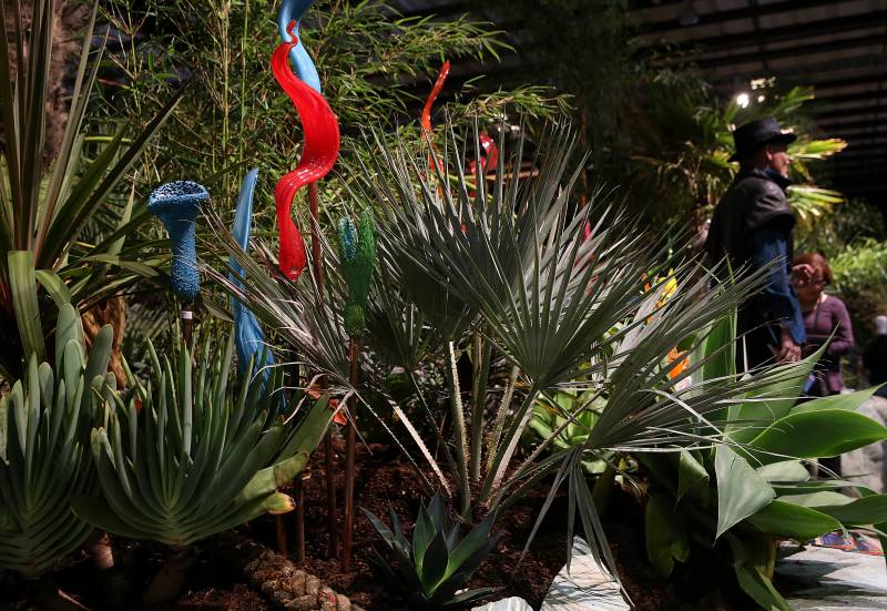 Spikey, fan-shaped dark green leaves fill the foreground, with wavy glass structures in red and light blue behind the plant. Behind that is a large bamboo plant.