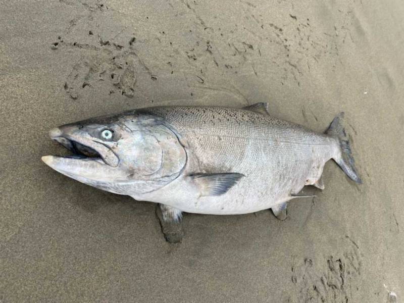 A dead fish on the beach.