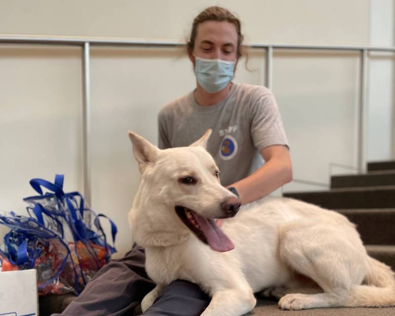 A large white dog with ears pointed up and a big smile sits on the lap of a man wearing gray denim pants, a gray short-sleeved staff t-shirt with a white circle logo for San Jose Animal Care & Services, and a blue surgical mask. The man has a hand on the dog's shoulder.