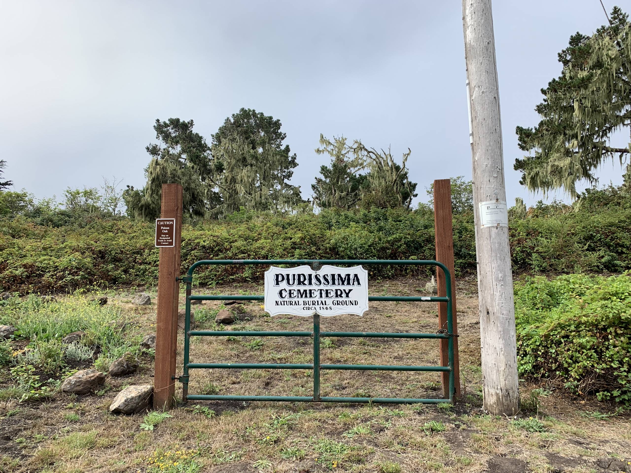 A small sign that says "Purissima Cemetery" sits on a free-standing gate amidst hedgerows of poison oak.