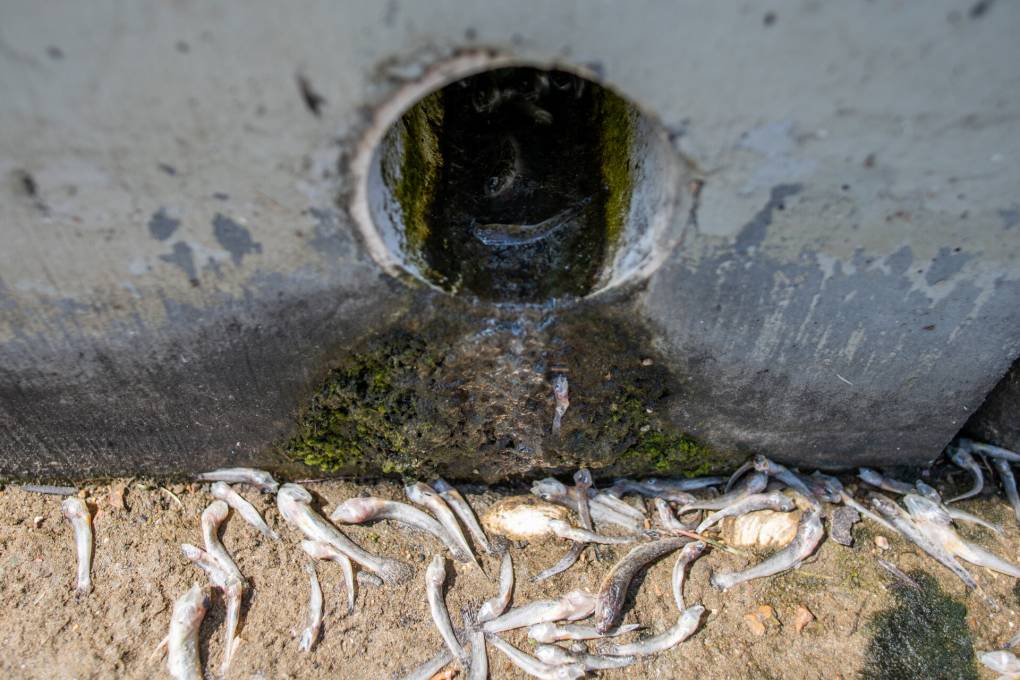 Concrete connects pipe with several dead fish lying on the ground next to it