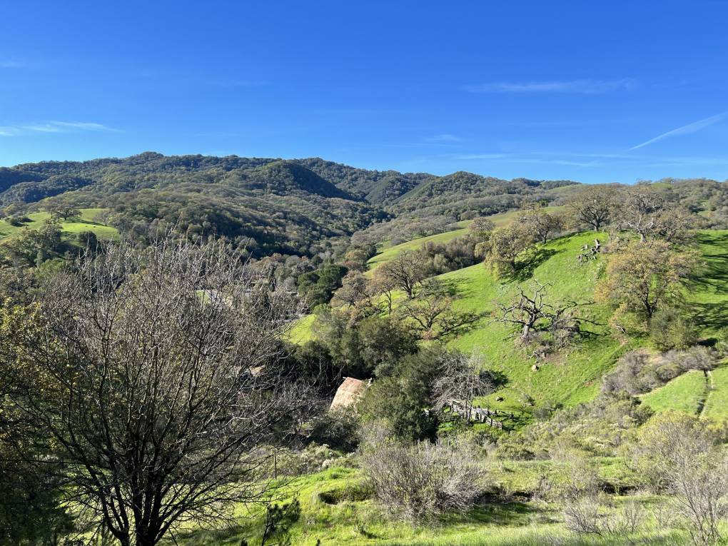 Rolling yellow-green hills in the foreground shift to dark green rolling hills in the back of the image, under a bright blue sky. Oak trees dot the landscape.