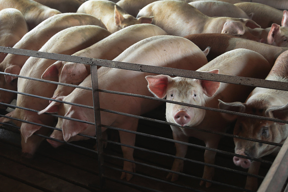 Pigs crowded into a pen as one pig looks up at the camera from behind bars.