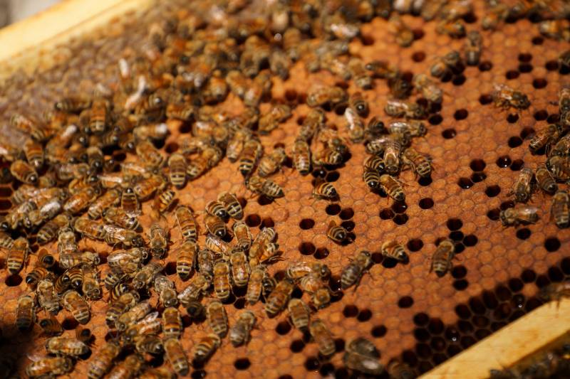 a close up of bees