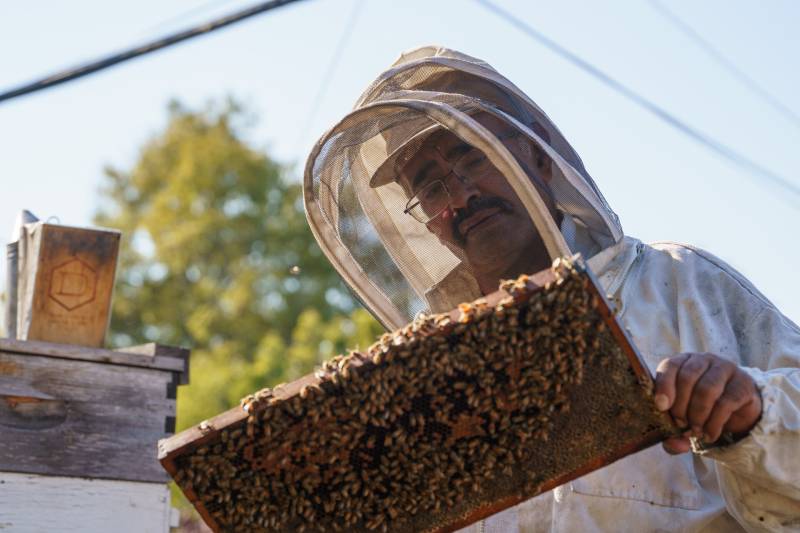 a beekeeper takes care of his bees in his apiary