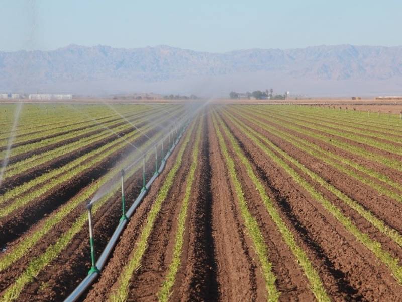 A large field of crops with sprinklers pouring water over crops.